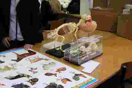 modele prezentujące szkielet zwierząt